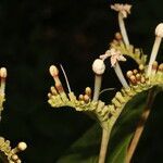 Guettarda combsii flower picture by Nelson Zamora Villalobos (cc-by-nc)