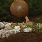 Chrysophyllum colombianum fruit picture by Nelson Zamora Villalobos (cc-by-nc)