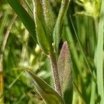 Epilobium parviflorum leaf picture by Pierre LEON (cc-by-sa)