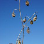 Adenophora liliifolia fruit picture by arlas (cc-by-sa)