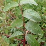 Pistacia terebinthus habit picture by Yoan MARTIN (cc-by-sa)