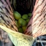 Synandrospadix vermitoxicus fruit picture by Trap Hers (cc-by-sa)