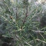 Erica lusitanica leaf picture by Guillén Solà Eduard (cc-by-sa)