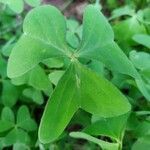 Oxalis latifolia leaf picture by Jean-René Girardeau (cc-by-sa)