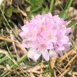 Armeria euscadiensis flower picture by Diego Alex (cc-by-sa)