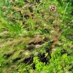 Nigella sativa habit picture by Alexandre Labbe (cc-by-sa)