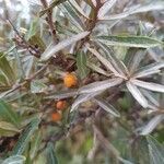 Hippophae rhamnoides fruit picture by Marian Delgado (cc-by-sa)