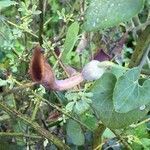 Aristolochia baetica flower picture by Juan Carlos Venegas (cc-by-sa)