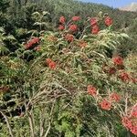 Sambucus racemosa habit picture by Olivier Zol (cc-by-sa)