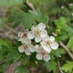 Crataegus azarolus flower picture by Urtaza Gorka (cc-by-sa)