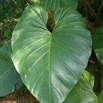 Philodendron giganteum leaf picture by Daniel Barthelemy (cc-by-sa)