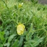 Potentilla recta flower picture by Yvonne Piller (cc-by-sa)