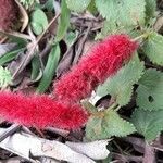 Acalypha herzogiana flower picture by Trap Hers (cc-by-sa)