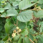 Rubus ellipticus fruit picture by M Thiele (cc-by-sa)