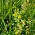 Trifolium dubium flower picture by Ian Myatt (cc-by-sa)