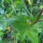 Iodanthus pinnatifidus leaf picture by Emma Emma Swendsen (cc-by-sa)