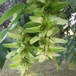 Carpinus caroliniana fruit picture by Franklin Barrett (cc-by-sa)