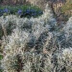 Helichrysum italicum habit picture by Claudio Malpede (cc-by-sa)