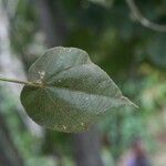 Dombeya reclinata leaf picture by S. Dufour-Kowalski (cc-by-sa)