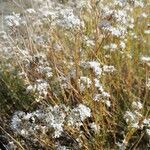 Gypsophila struthium flower picture by Fondo Natural asociación (cc-by-sa)