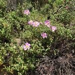 Cistus creticus habit picture by Patrice Nodet (cc-by-sa)