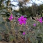 Mirabilis linearis flower picture by Zeke Ellis (cc-by-sa)