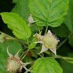 Rubus idaeus flower picture by Natalie Lechat (cc-by-sa)