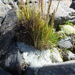 Festuca rigescens flower picture by Fabien Anthelme (cc-by-sa)