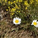 Leucanthemum graminifolium flower picture by Loïc Fonteneau (cc-by-sa)