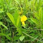 Crotalaria alata flower picture by Augustin Soulard (cc-by-sa)