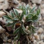 Ranunculus seguieri habit picture by Yoan MARTIN (cc-by-sa)