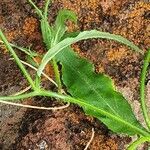 Wahlenbergia lobelioides leaf picture by susan brown (cc-by-sa)