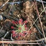 Drosera neocaledonica leaf picture by Zoé Thivet (cc-by-sa)