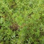 Galium aparine habit picture by Jaina (cc-by-sa)