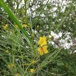 Parkinsonia aculeata flower picture by Bre Bitz (cc-by-sa)