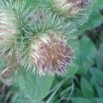 Arctium nemorosum fruit picture by Nadine Conan (cc-by-sa)