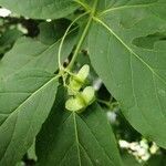 Euonymus latifolius fruit picture by Vincent Laugier (cc-by-sa)