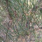 Allocasuarina muelleriana leaf picture by arlas (cc-by-sa)