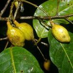 Protium ravenii fruit picture by Nelson Zamora Villalobos (cc-by-nc)