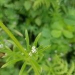 Galium tricornutum flower picture by paz paz (cc-by-sa)