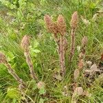 Orobanche minor fruit picture by Marie Laure JOSEPH (cc-by-sa)