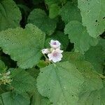 Althaea officinalis flower picture by Gilbert ROEGEL (cc-by-sa)