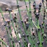 Equisetum variegatum flower picture by F. Manzano (cc-by-sa)