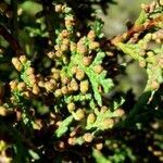 Juniperus thurifera flower picture by Marcos Rivas Campoamor (cc-by-sa)