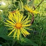 Inula helenium flower picture by Clemens- August Ostermann (cc-by-sa)