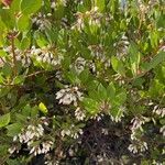 Arctostaphylos manzanita flower picture by Jan Grantham (cc-by-sa)