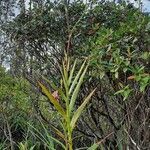 Arundina graminifolia habit picture by Frederick Henderson (cc-by-sa)