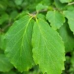 Hamamelis virginiana leaf picture by David Hinds (cc-by-sa)