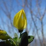 Cytisus arboreus flower picture by Llandrich anna (cc-by-sa)