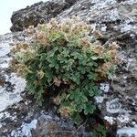 Potentilla nivalis habit picture by Alain Bigou (cc-by-sa)